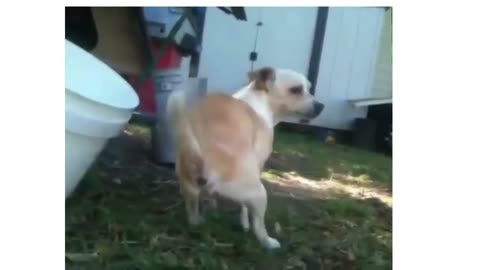 Best funny animals video nice video clips this year 2024