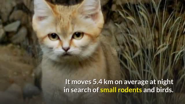 Everything you need to know about the Sand Cat!