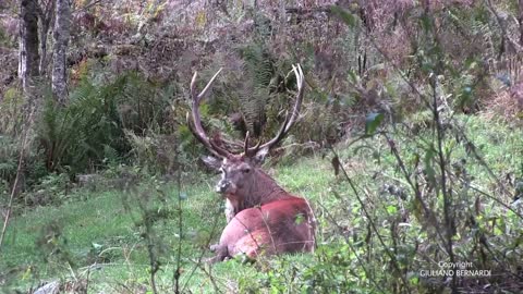 Bramito del cervo in Val di Pejo nel Parco Nazionale dello Stelvio