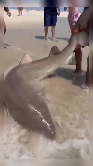 He's a hero for saving a shark