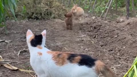 Cat And Dogs Playing with Watermelon 🍉