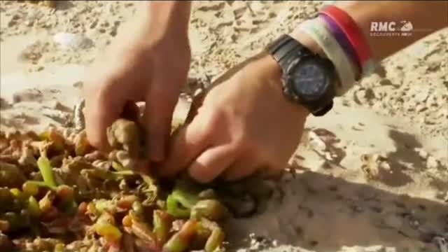 2 plantes très utiles d'Afrique du Nord #manvswild #survivaltips