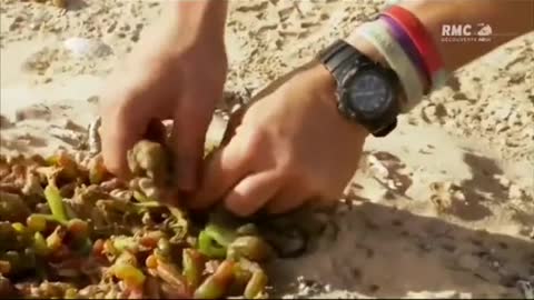2 plantes très utiles d'Afrique du Nord #manvswild #survivaltips
