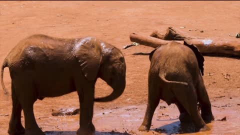 Cute Elephant Playing Each Other