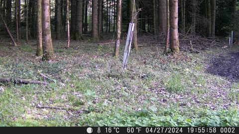 Curious little deer in a Swiss forest - Neugieriges kleines Reh in einem Schweizer Wald