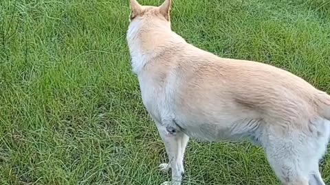 Dogs Bones get eaten