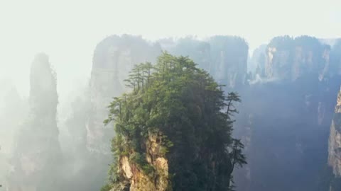 a forest in mountain scenery