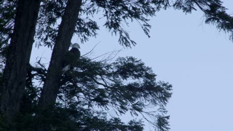 bald eagle in the corner of a tree .