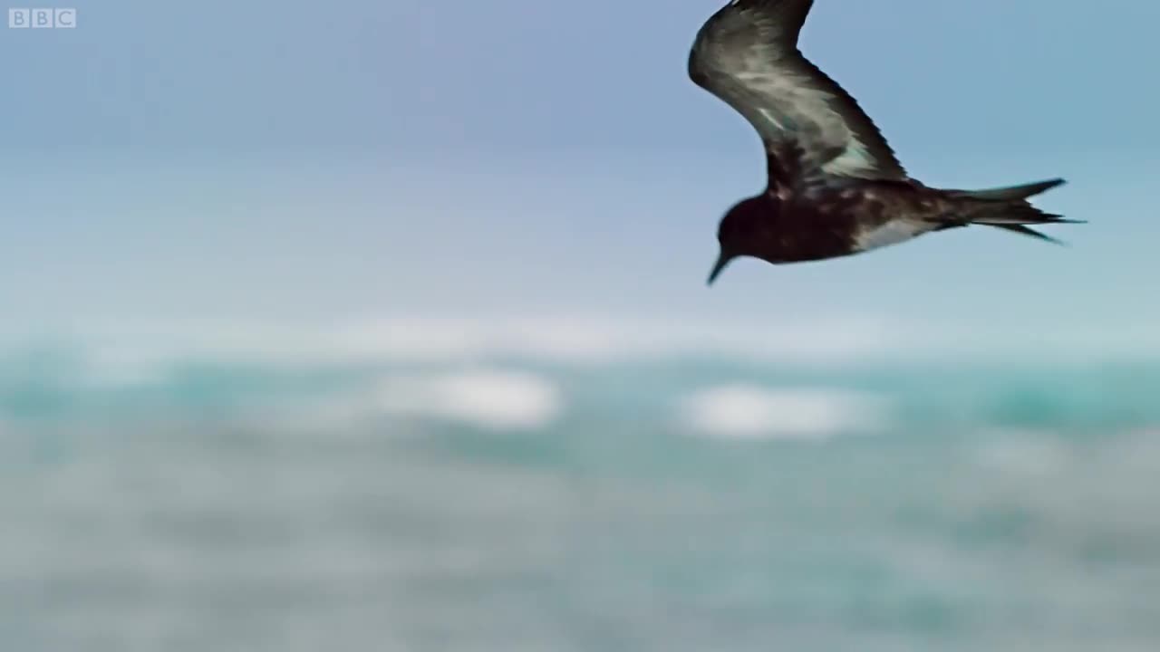 The fish that eats birds... 😮 BBC Earth