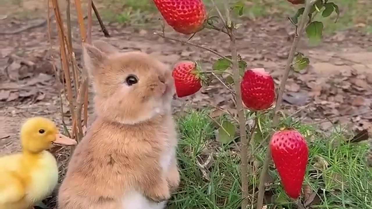 Bunnies eating strawberries