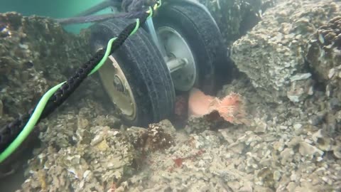 Navy divers capture underwater video of downed military spy airplane in Kaneohe Bay.