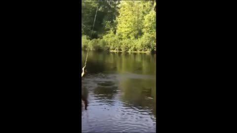 Funny animal video 🐕