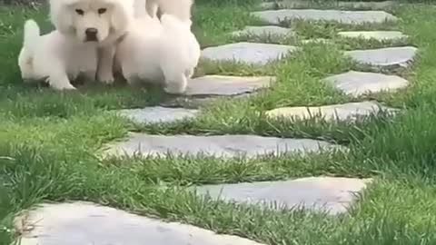 Guess how many baby dogs there are