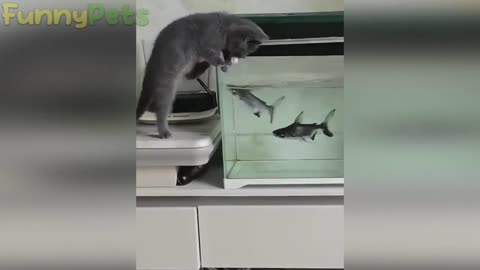 funny cats and dogs videos - best funniest animal videos 2023