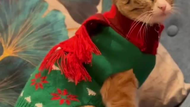 cute-cat-wearing-christmas