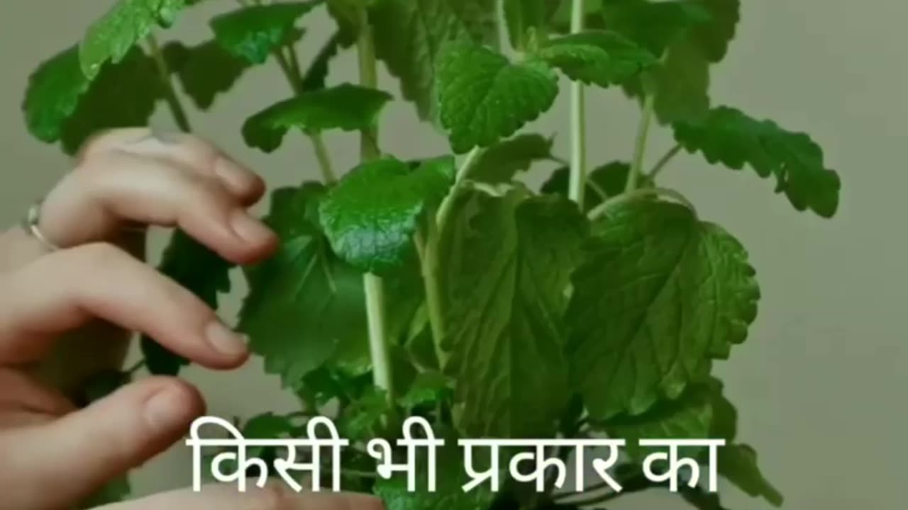 बुखार ठीक करने का घरेलू उपाय|home remedy to cure fever