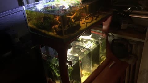 Making a Low Cost, Low Tech Waterfall Paludarium