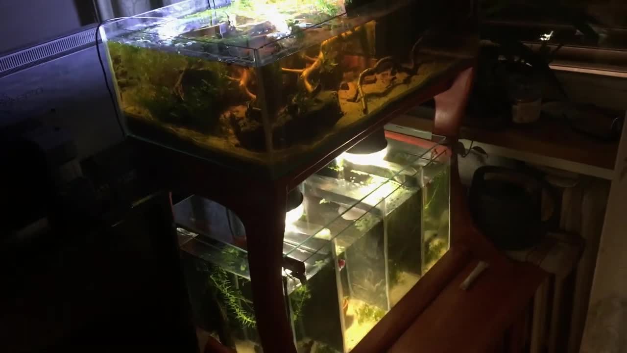 Making a Low Cost, Low Tech Waterfall Paludarium