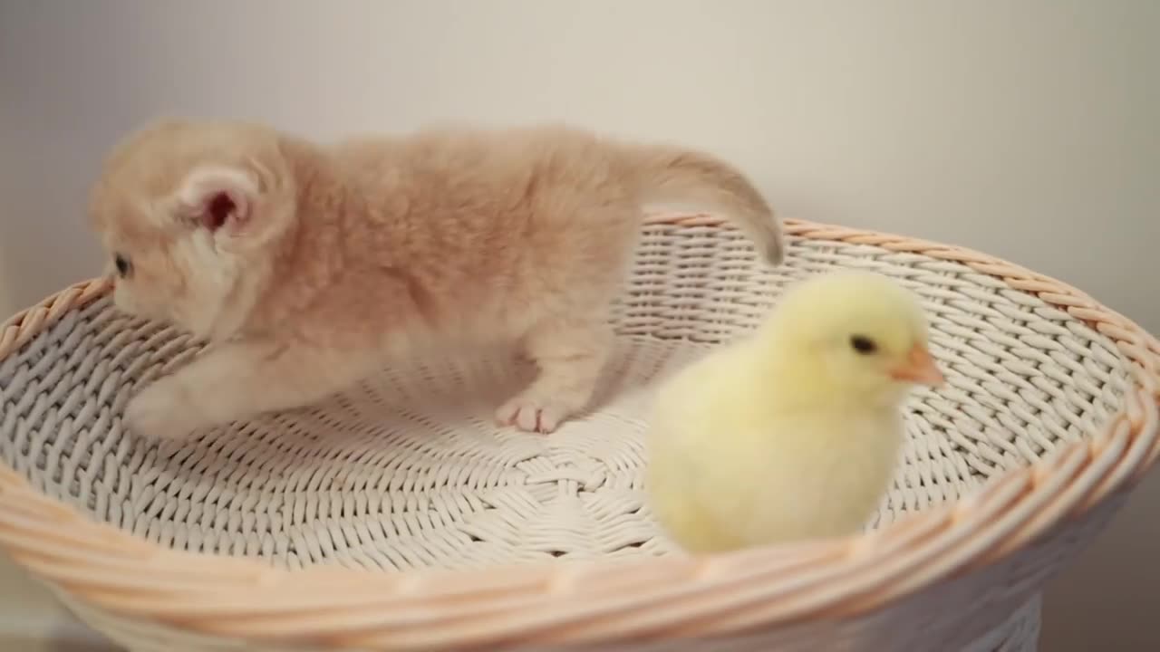 Kittens walk with a tiny chicken Best Funny Animal Videos of 2023😂