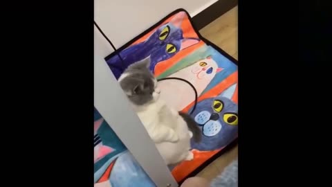 Cute Funny & baby animals Videos