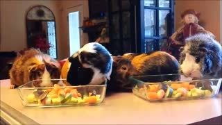 Guinea Pigs Thanksgiving Feast!