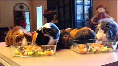 Guinea Pigs Thanksgiving Feast!