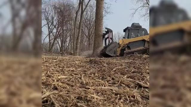 Cutting tree with huge machine