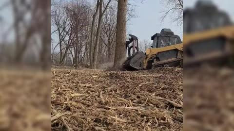 Cutting tree with huge machine