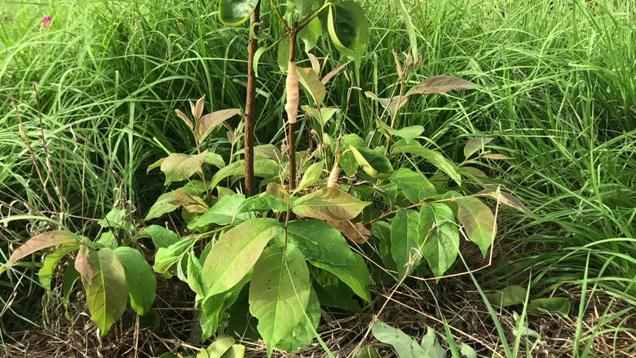 Persimmon Graft