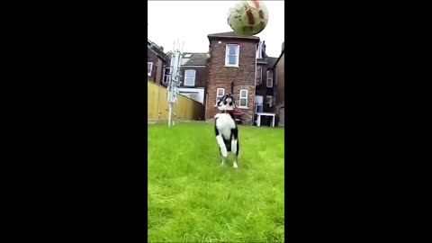 Funny Animals videos…