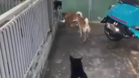 funny animal video 😂