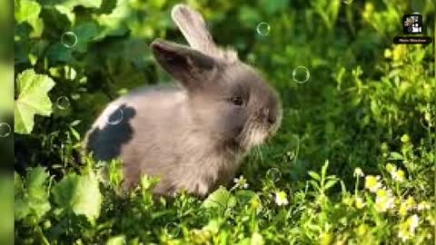 Know : Rabbit's🐇🐰are typically have five eye colors: brown, blue-gray, blue, marbled, and pink.