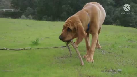 My favourite dog 🐕🐕