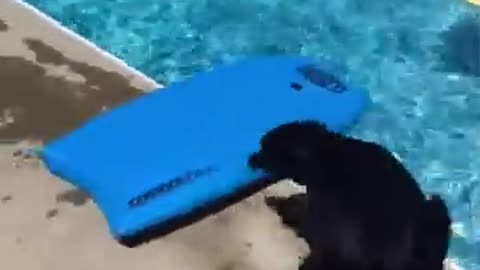 Funny animals