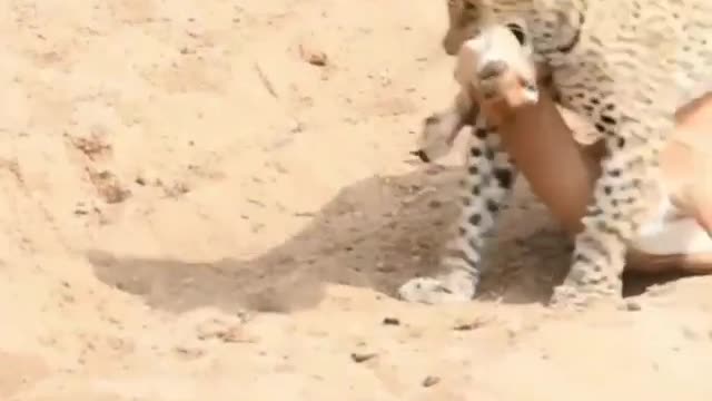 عجائب الحياة البرية