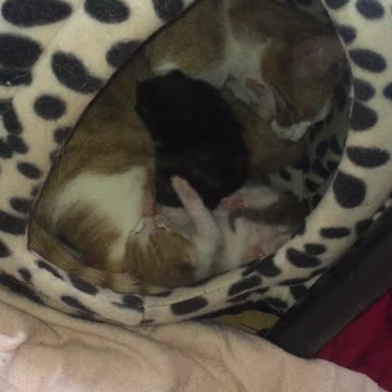 Tiny Kitten Derp While Mum Cat Cleans Her Litter