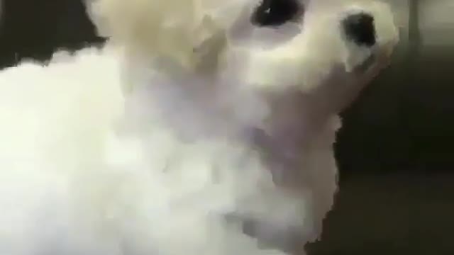 A cute young dog.