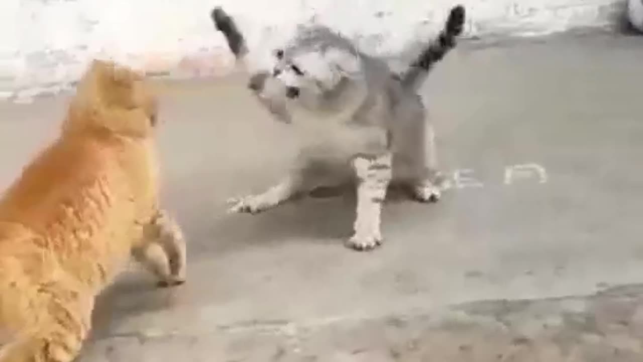 Its animal funy video