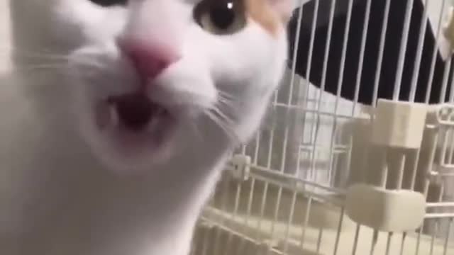Best Funniest Videos 2022 😂 Cute Cats 🐱 and Funny Dogs 🐶 #25
