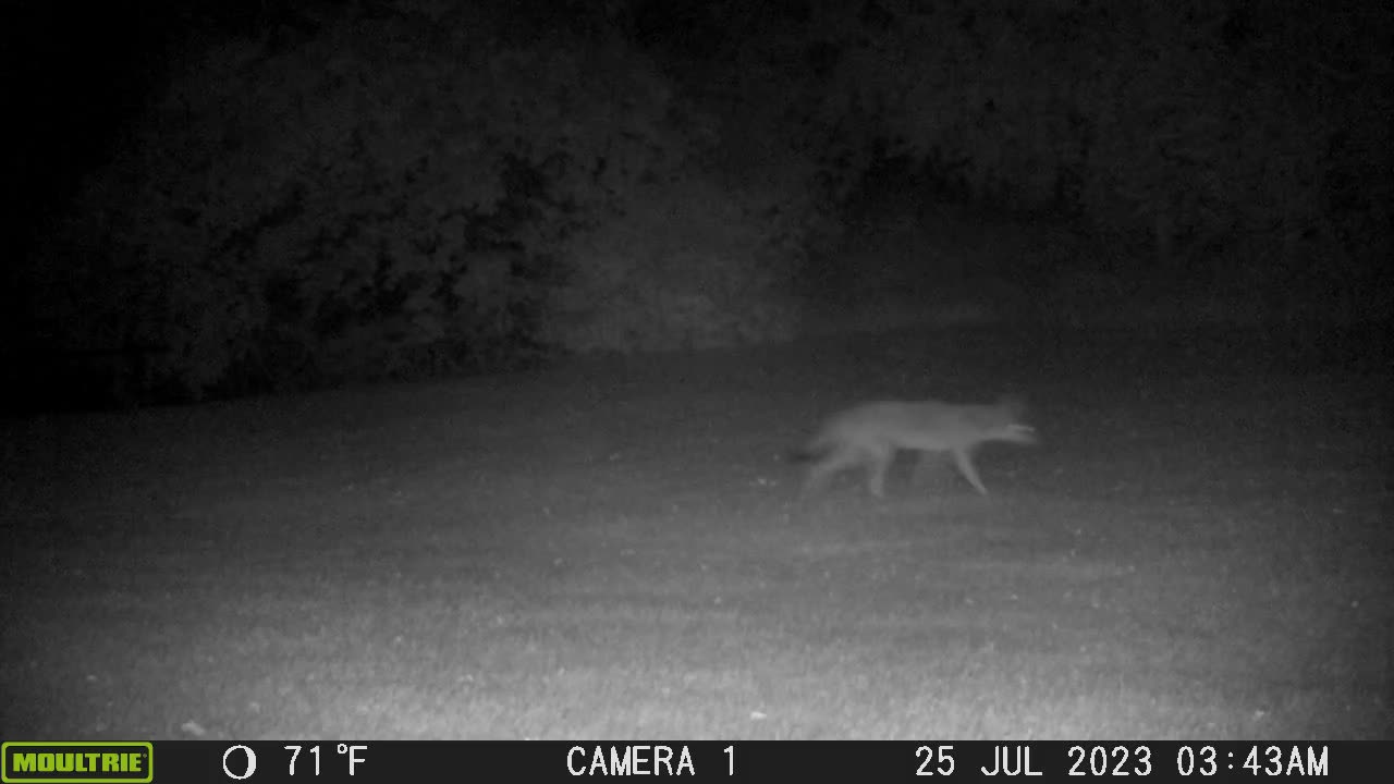 Coyote Highway One, Coyotes still around in 2023.