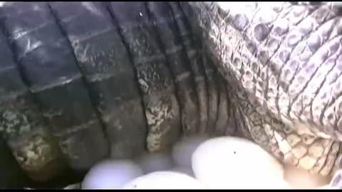 HOW CROCODILE LAY EGGS! AWESOME