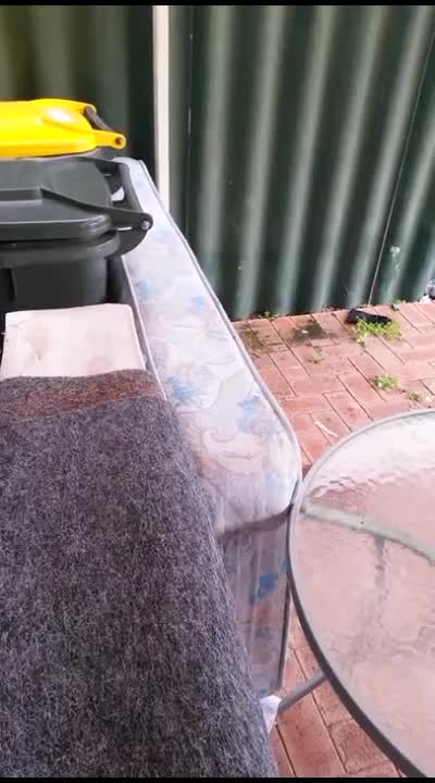 Chihuahua disciplines his naughty brother for jumping over