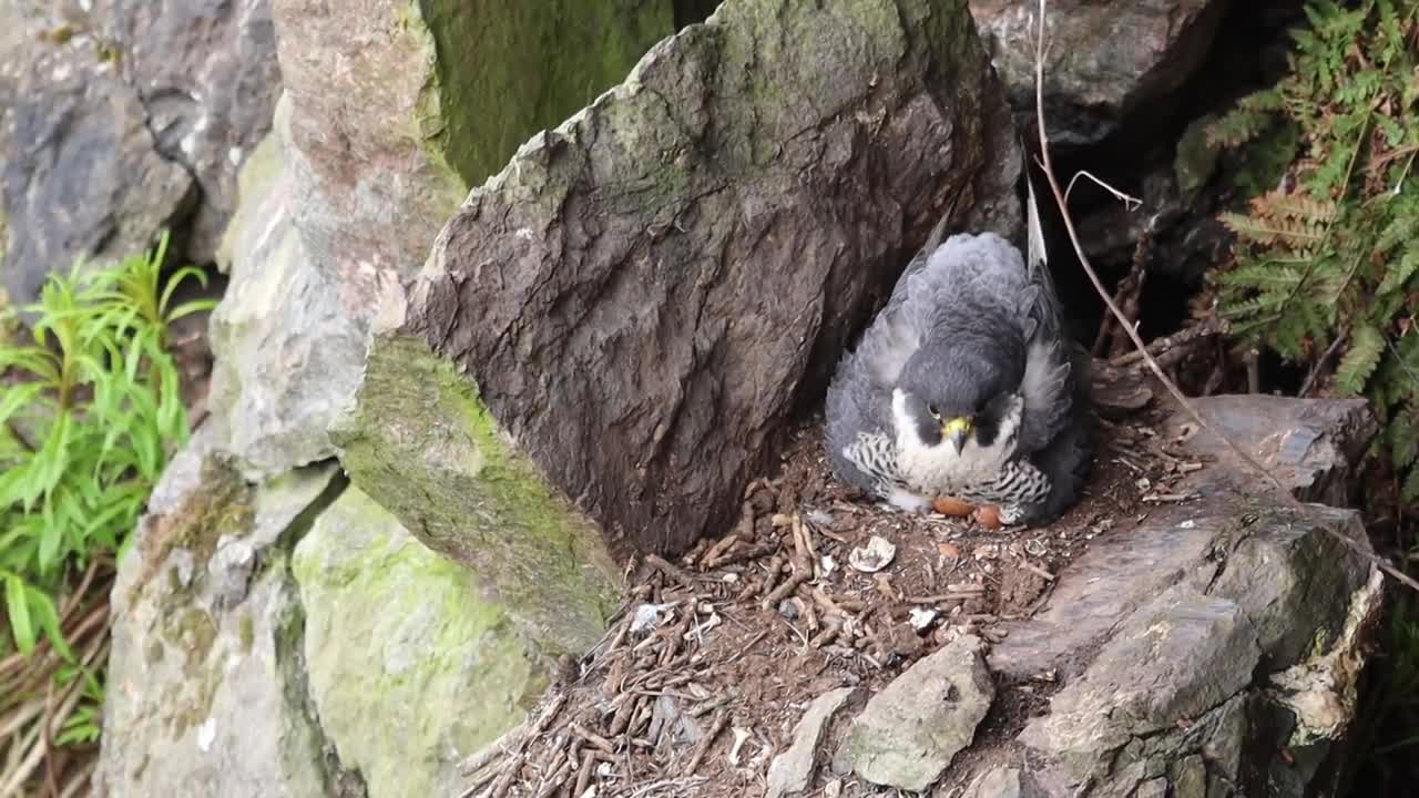 Peregrine Falcon Nesting 4k HQ