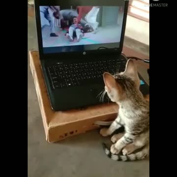 Funny cat video / cat video