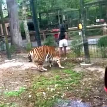 Woman climbs over fence to pet tiger at Cohanzick Zoo in New Jersey