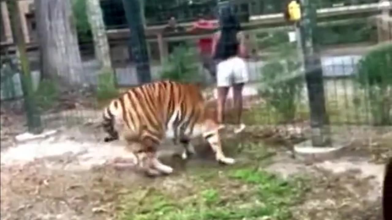 Woman climbs over fence to pet tiger at Cohanzick Zoo in New Jersey