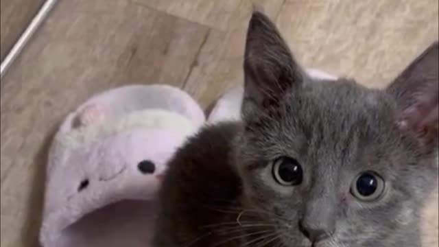 The cat's close-up