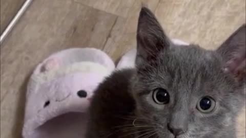 The cat's close-up