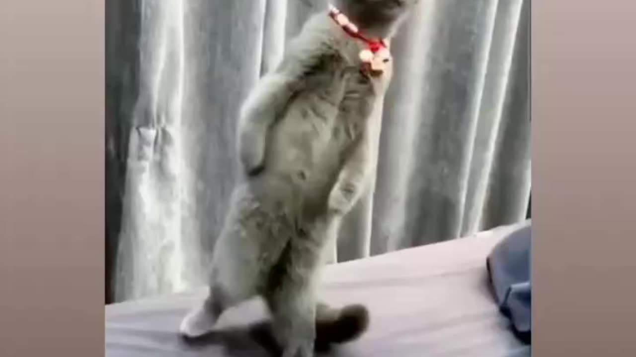 Funny dogs and cats clips