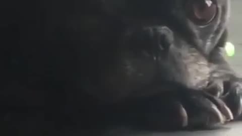 dog wiggles tail